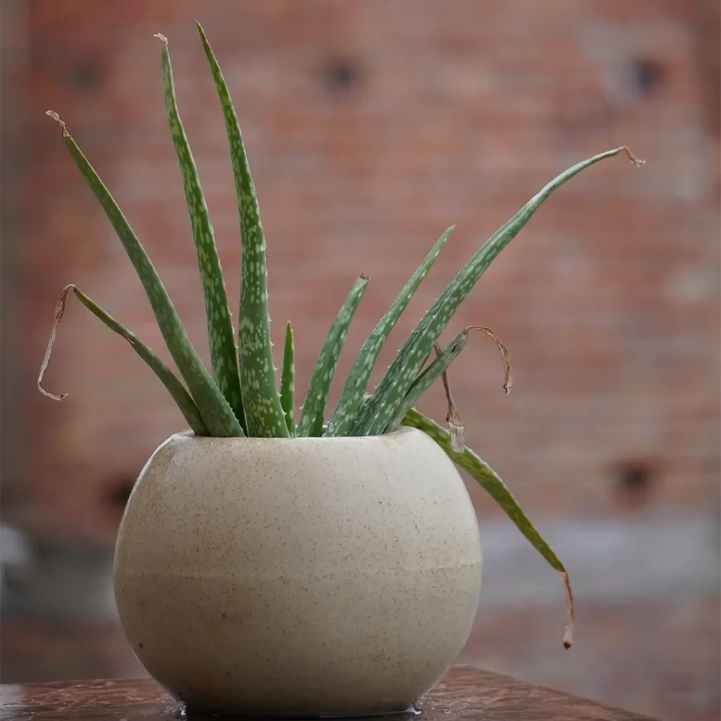 A potted aloe vera plant in a round beige pot placed on a wooden surface with a blurred brick wall background